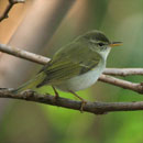 Izu Leaf-warbler