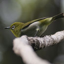 Subspecies of Japanese White-eye