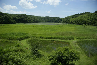 夏の鴨池の風景