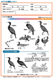 �J���E�ƃE�~�E�̎��ʃ��[�t���b�g�C���[�W�摜