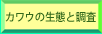 �J���E�̐��Ԃƒ���