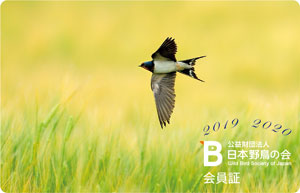 渡邊野鳥保護区ソウサンベツの写真