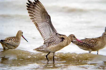 2. 多摩川河口干潟を代表する鳥類　オオソリハシシギ