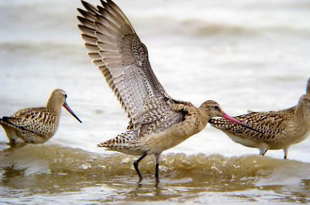 多摩川河口を代表する鳥類オオソリハシシギ
