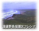 �n粖쒹�ی��t���V�}�̎ʐ^