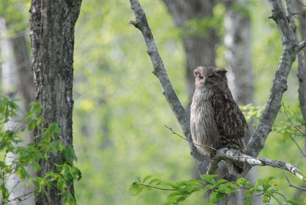 シマフクロウのための野鳥保護区を設置