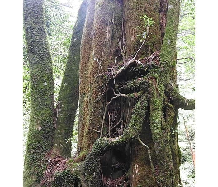 風格ある屋久杉