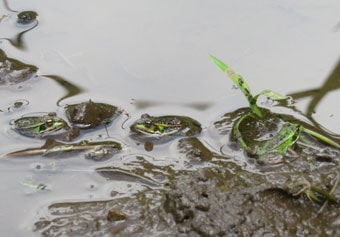 トウキョウダルマガエル