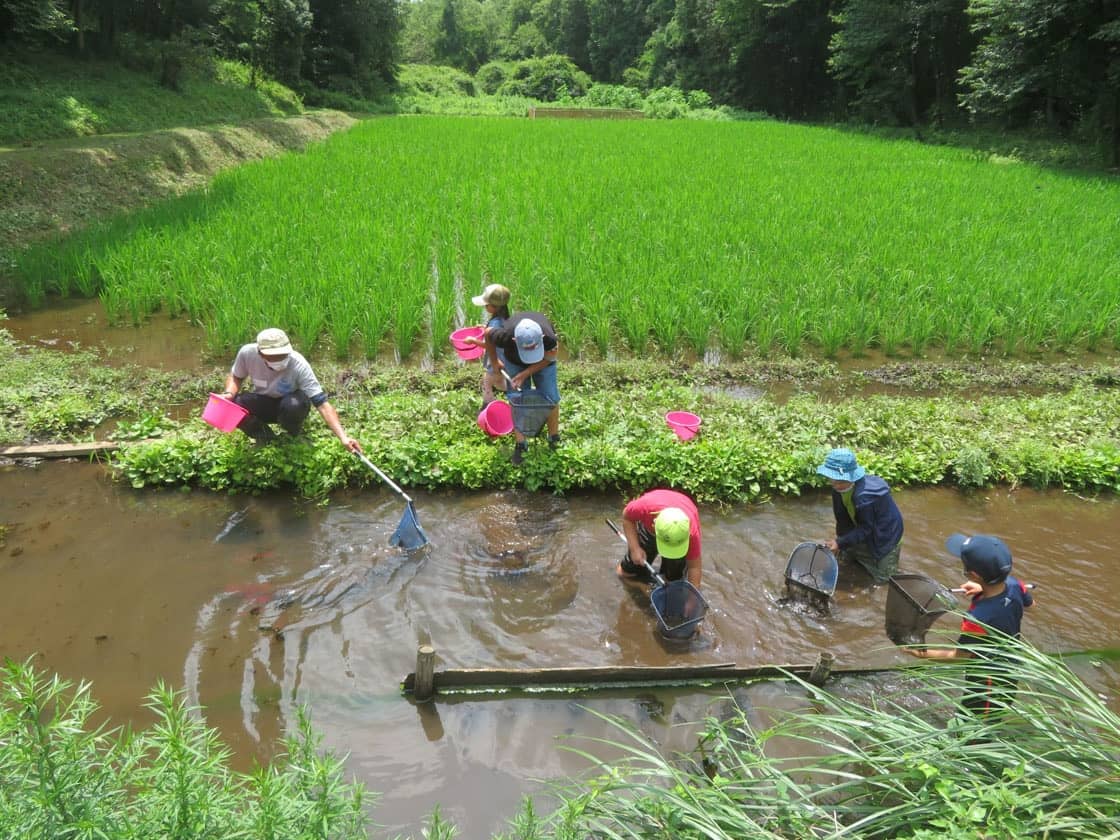 夏の田んぼと生きもの探しに夢中の子どもたち