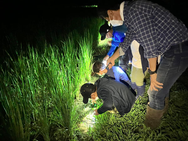 夜の里山（田んぼ）での生きもの探し