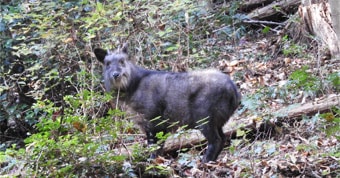 大高取山でであったカモシカ