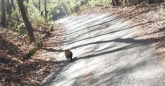 林道を歩くアナグマの後ろ姿