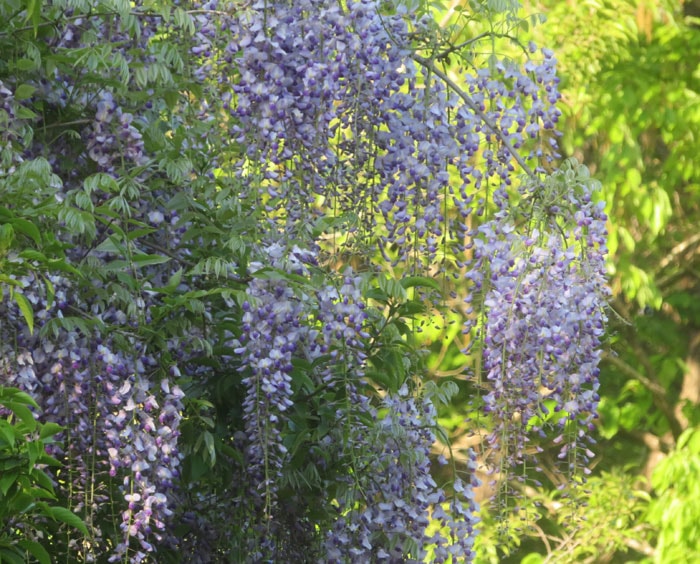 甘い香りが漂うフジの花