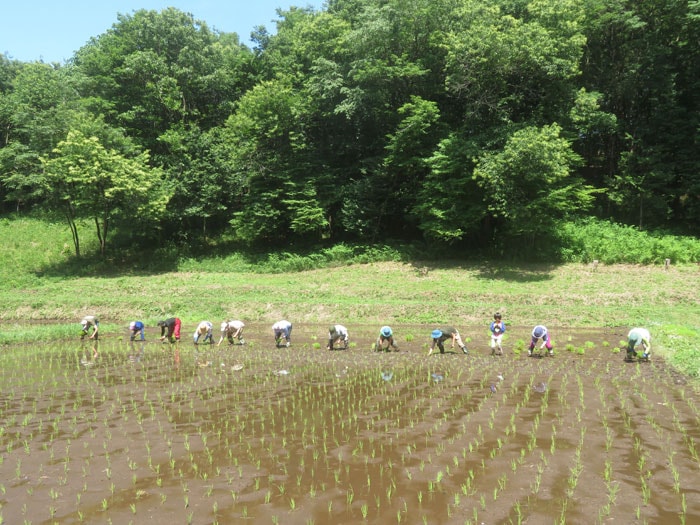 「サシバの里de農業体験」での田植え