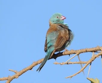 ルリガシラセイキチョウ