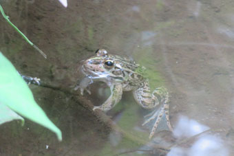 水から顔を出したトウキョウダルマガエル