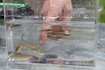田んぼに生息するミナミメダカ、キンブナなど