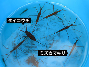 タイコウチとミズカマキリ