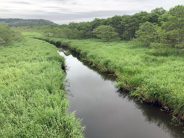別寒辺牛湿原