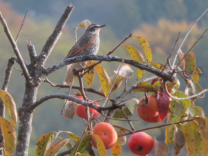 カキの実を食べにやって来たツグミ