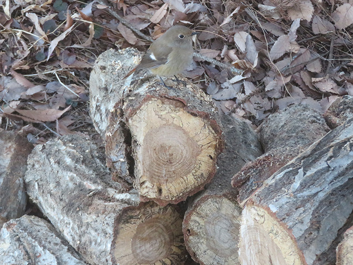 薪の上で虫を探すジョウビタキ（メス）