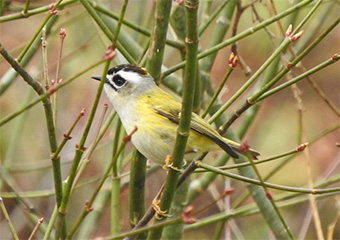 ニイタカキクイタダキ