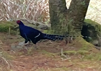 本物のミカドキジ（上田明子撮影）
