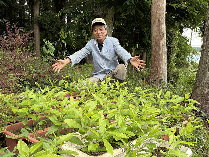 植樹のためにクヌギのドングリから苗木を育てる