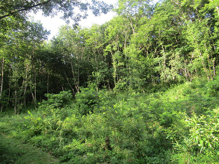 計画的な伐採と育林を通じて、生物多様性豊かな里山林をつくる