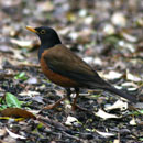 Izu Thrush