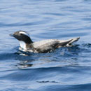 Japanese Murrelet