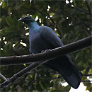 Japanese Wood-pigeon