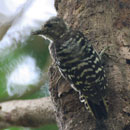 Subspecies of Japanese Pygmy Wood Pecker