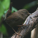 Subspecies of Winter Wren