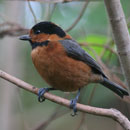 Subspecies of Varied Tit