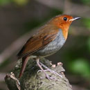 Subspecies of Japanese Robin