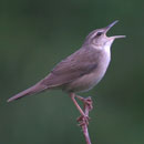 Pleskes Grasshopper-warbler