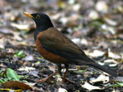 Izu Thrush