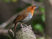 Japanese Robin