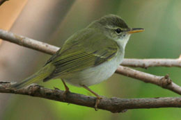 Izu Leaf-warbler