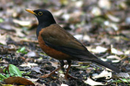 Izu Thrush