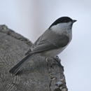 Parus palustris