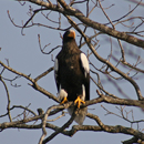 Haliaeetus pelagicus