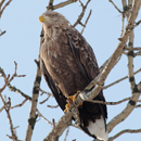 Haliaeetus albicilla