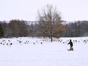 The feeding ground in winter and Red-crowned Cranes