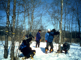 Cutting down alders to restore the wetland environment