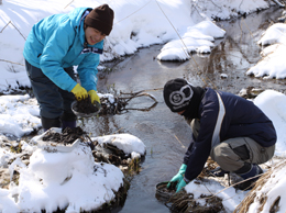 Creation of the Red-crowned Cranes' natural feeding grounds in winter by volunteers