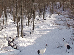 Red-crowned Cranes using the riversides environmentally maintained