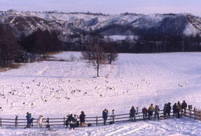 Research on living things to be eaten by Red-crowned Crane in winter