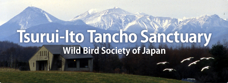 Wild Bird Society of Japan / Tsurui-Ito Tancho Sanctuary